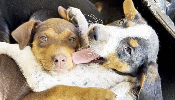 Limeira tem 100 animais disponíveis para adoção