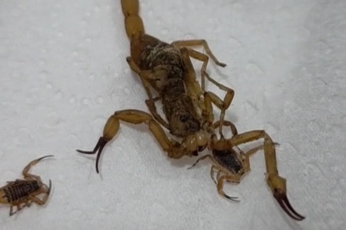 Infestação de escorpiões força casal a deixar casa