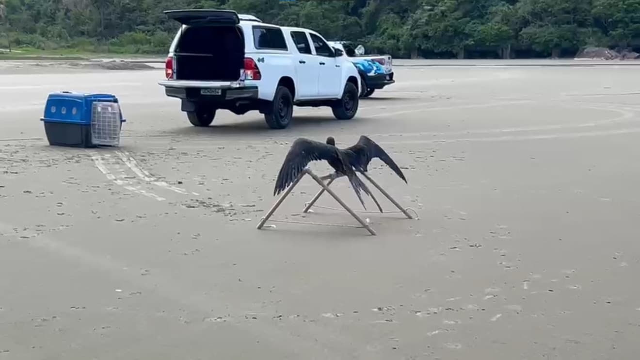 Fragata resgatada é devolvida ao meio ambiente