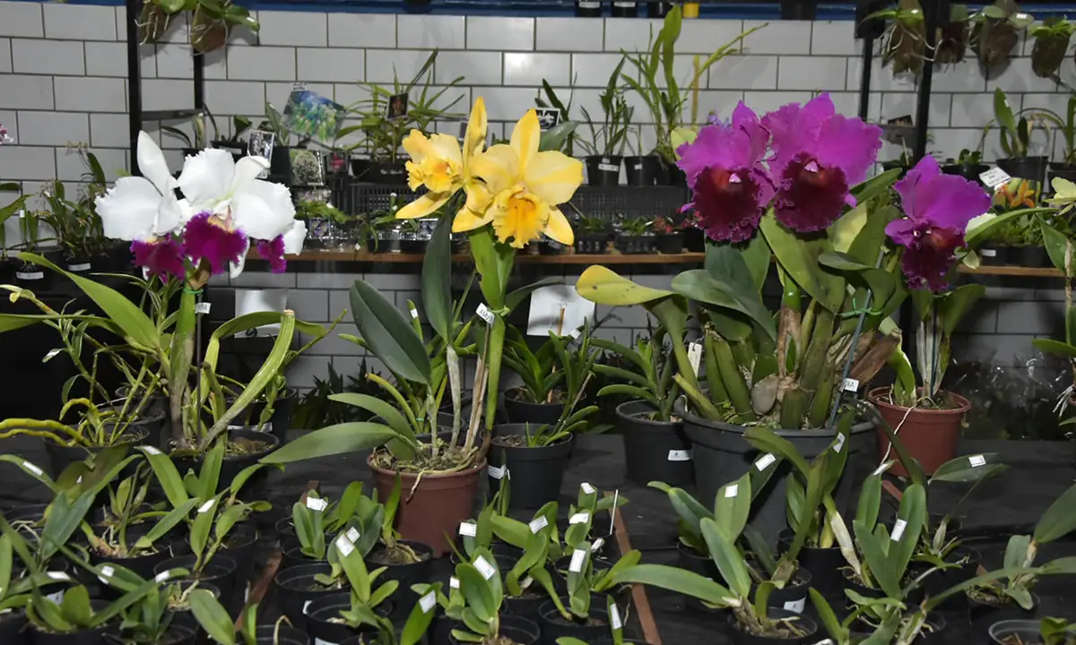 Santo André recebe primeira Exposição de Orquídeas