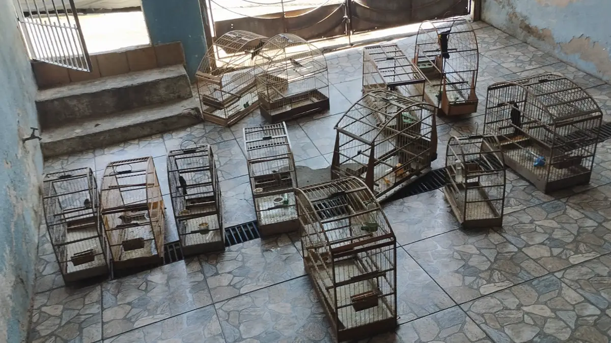 GCM Ambiental apreende aves silvestres em SP