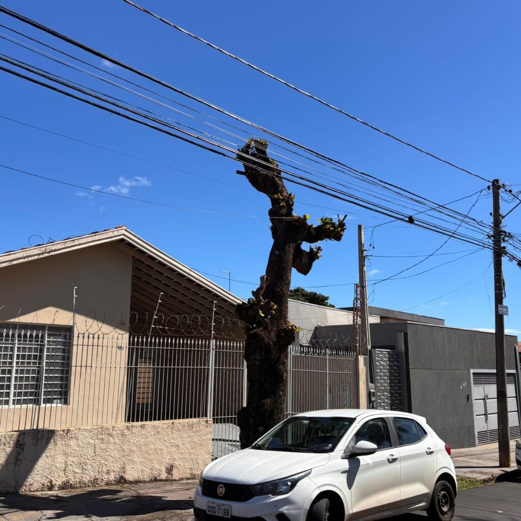 Estudo aponta danos em 83% das árvores de Bauru