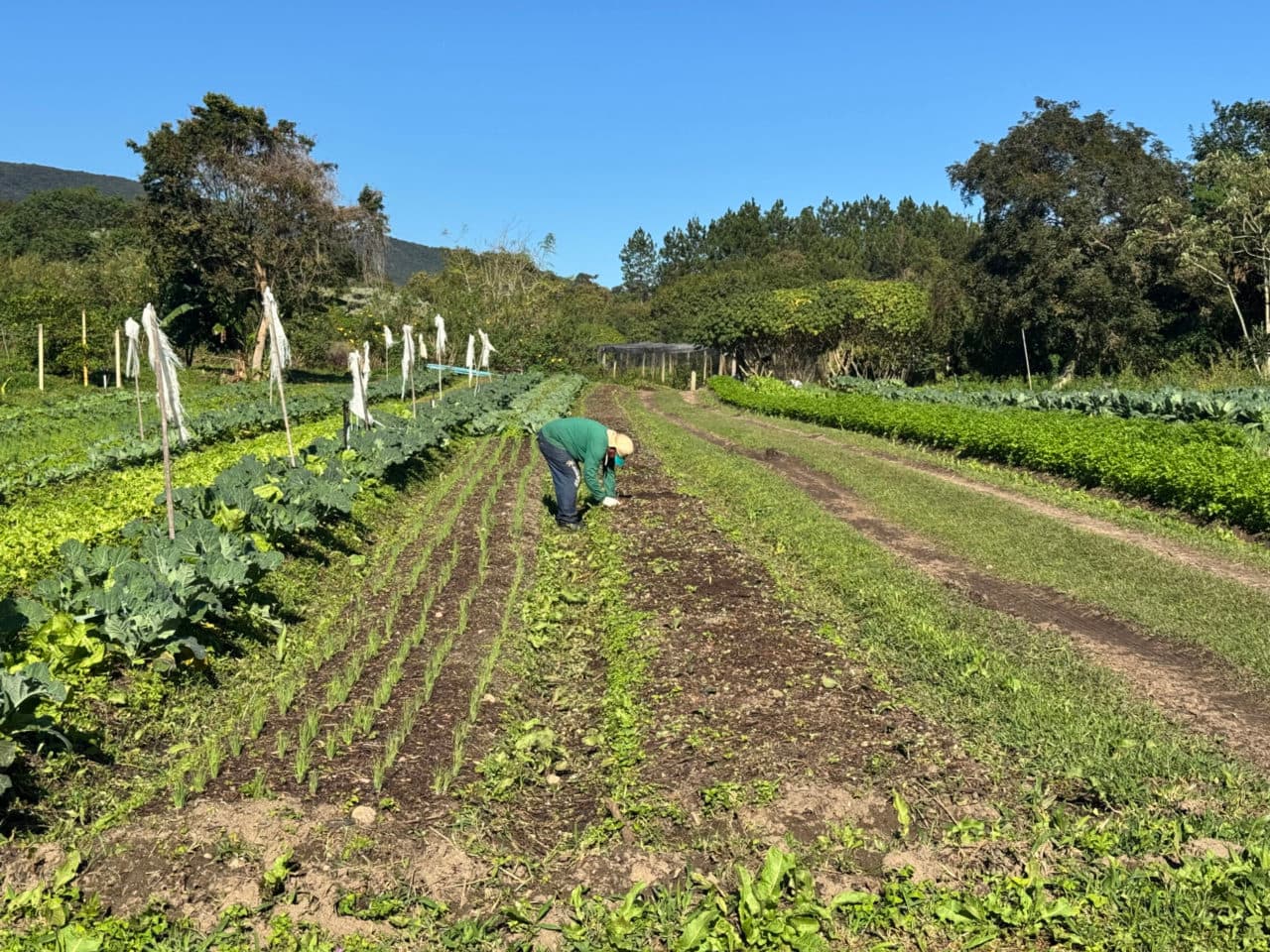 Alunos cultivam horta e aprendem sobre alimentação