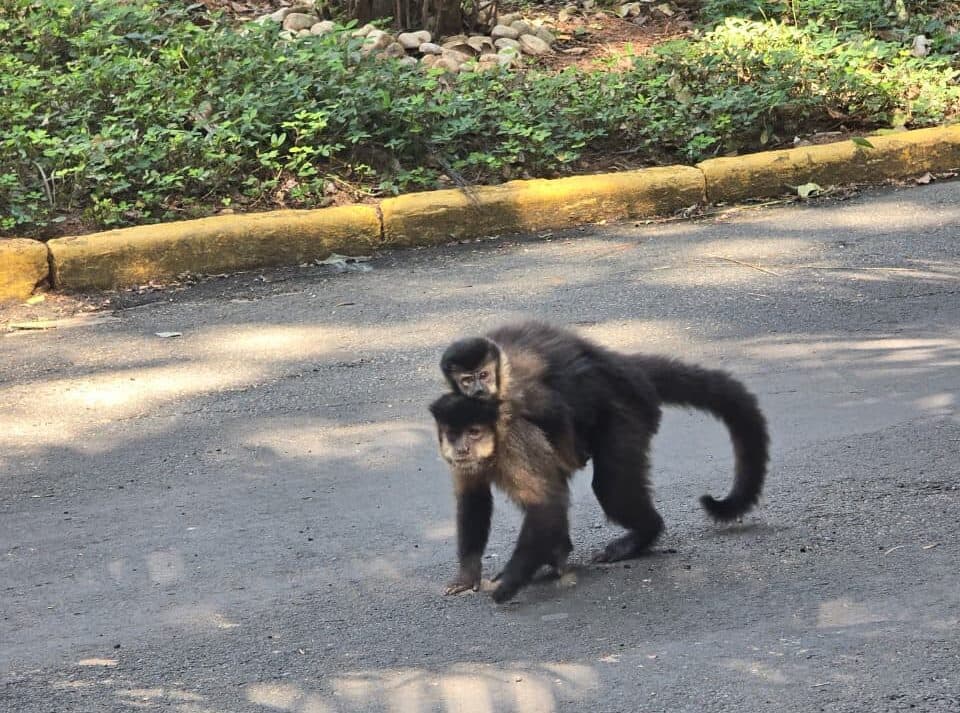 Bosque Municipal proíbe alimentação de animais