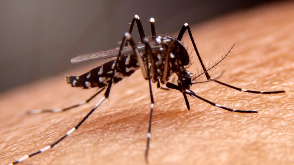 Dengue requer atenção em Ribeirão Preto