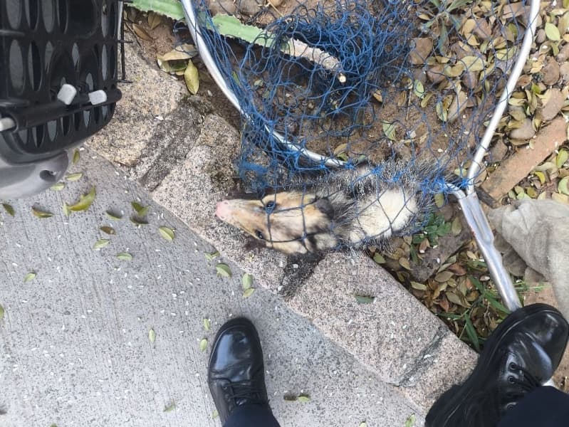 Saruê é resgatado pela GCM em área urbana de Vinhedo