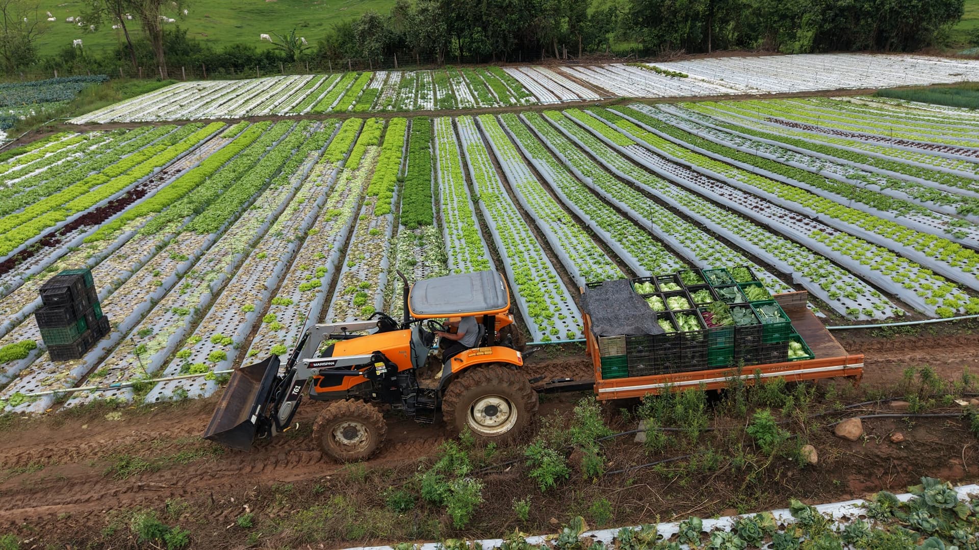 Agricultura familiar movimenta a economia e abastece Piracicaba