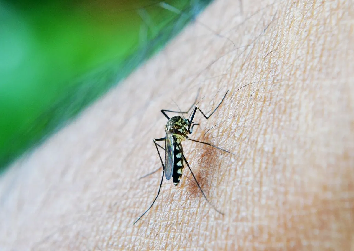 Ribeirão Preto e os riscos da dengue