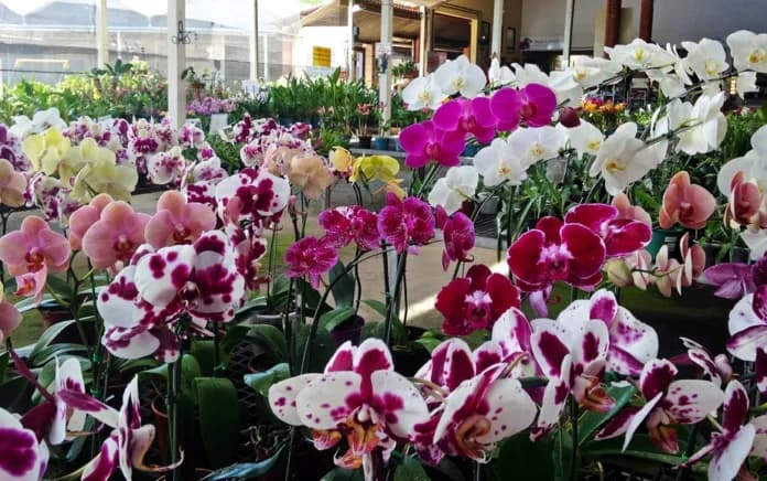 Vinhedo sedia Expo Orquídeas e Mundo Verde