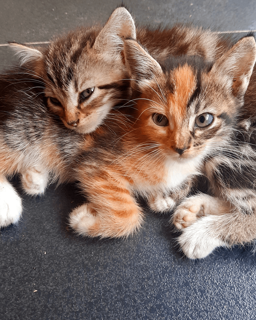 Feira de adoção de gatos acontece em Santos