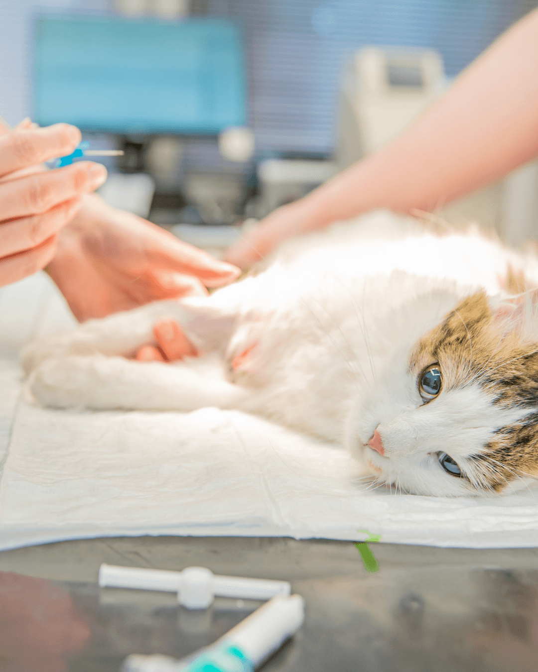 Mauá oferece castração gratuita de animais em agosto