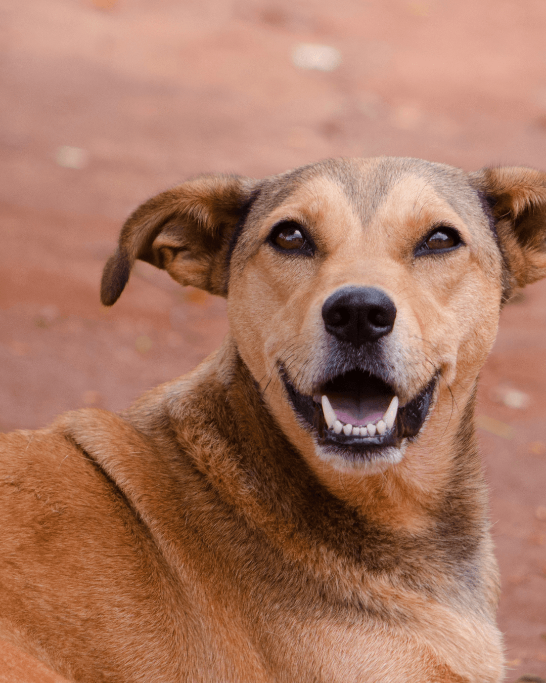 Câmara aprova área para pets em abrigos sociais