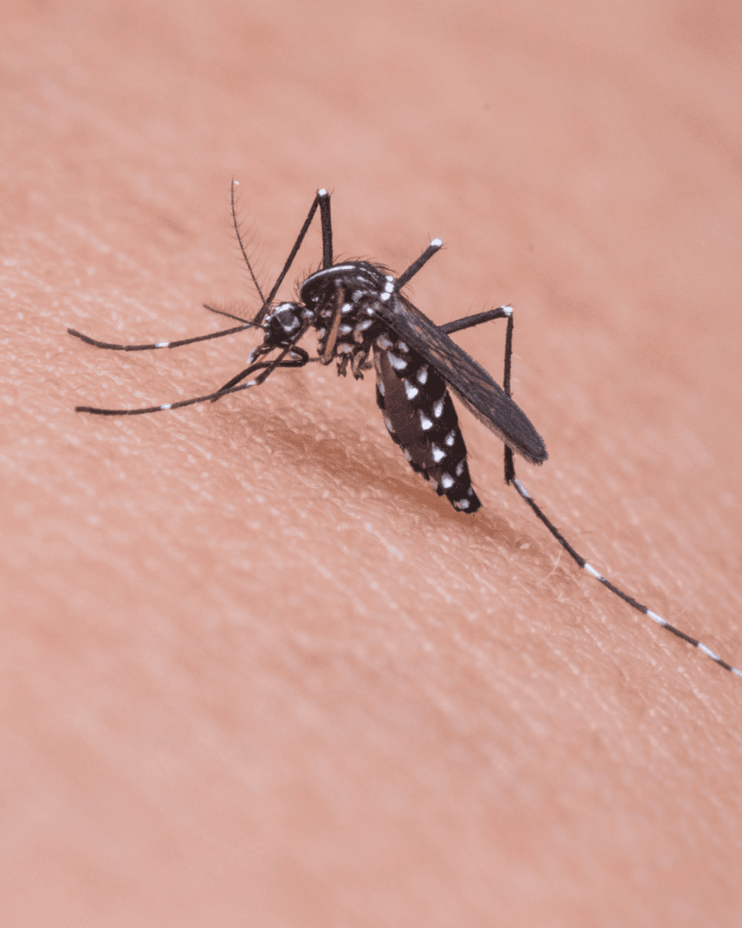 Mongaguá reduz 92% nos casos de dengue