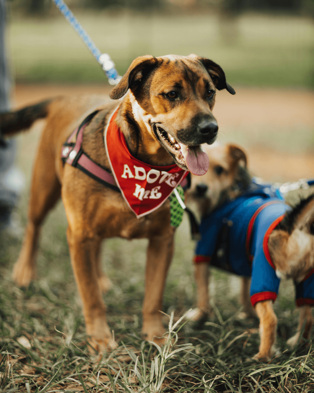 Evento reúne 1,5 mil e adota todos os pets