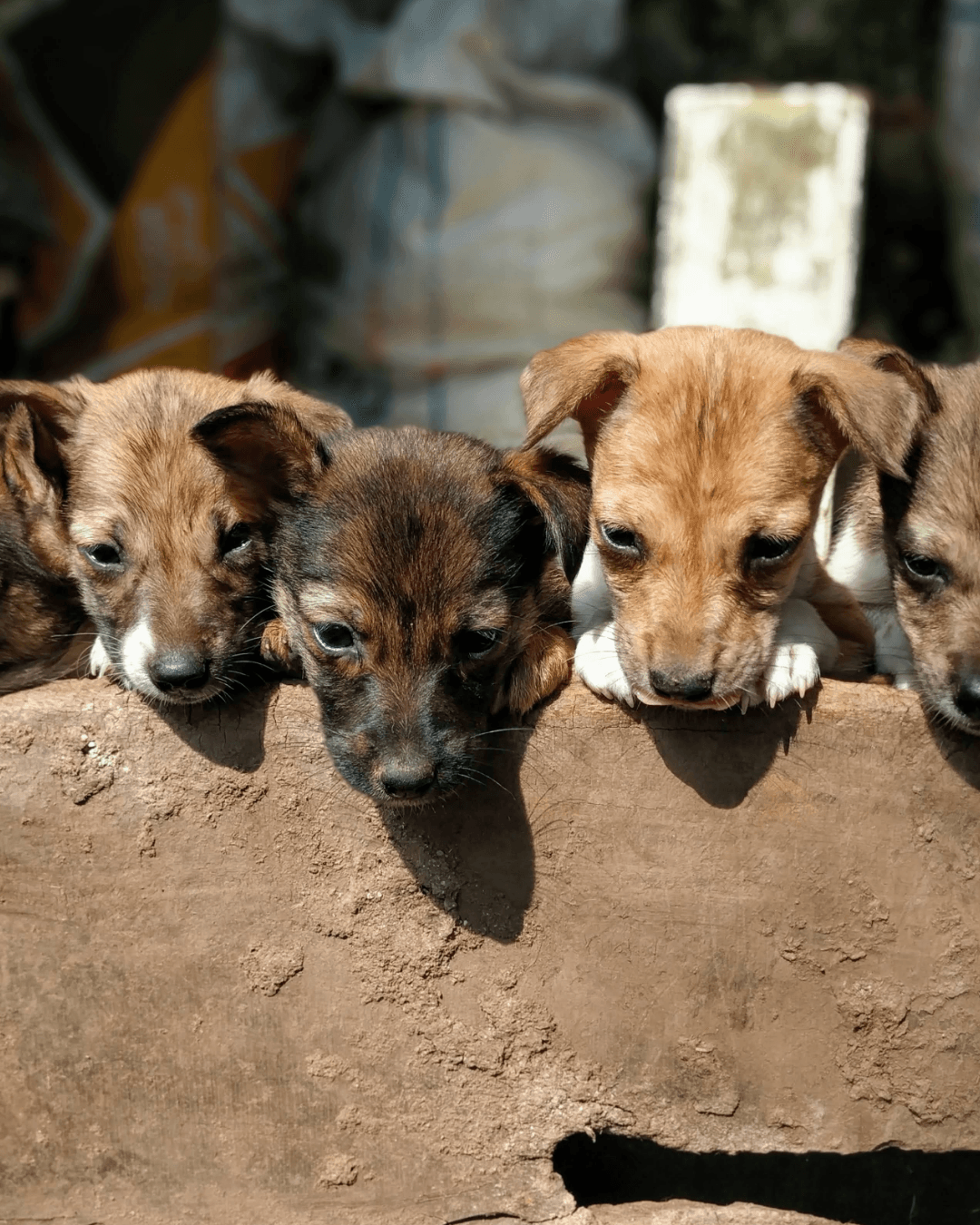 Feira de adoção de animais no parque de Santo André