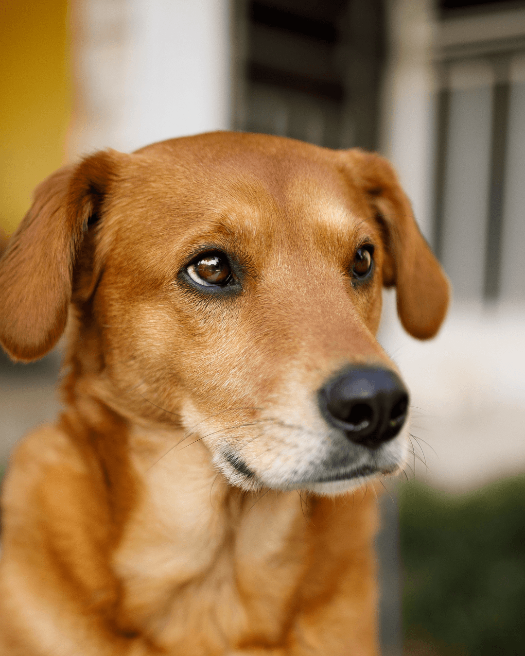 Caramelo's Day promove adoção de cães em Santos