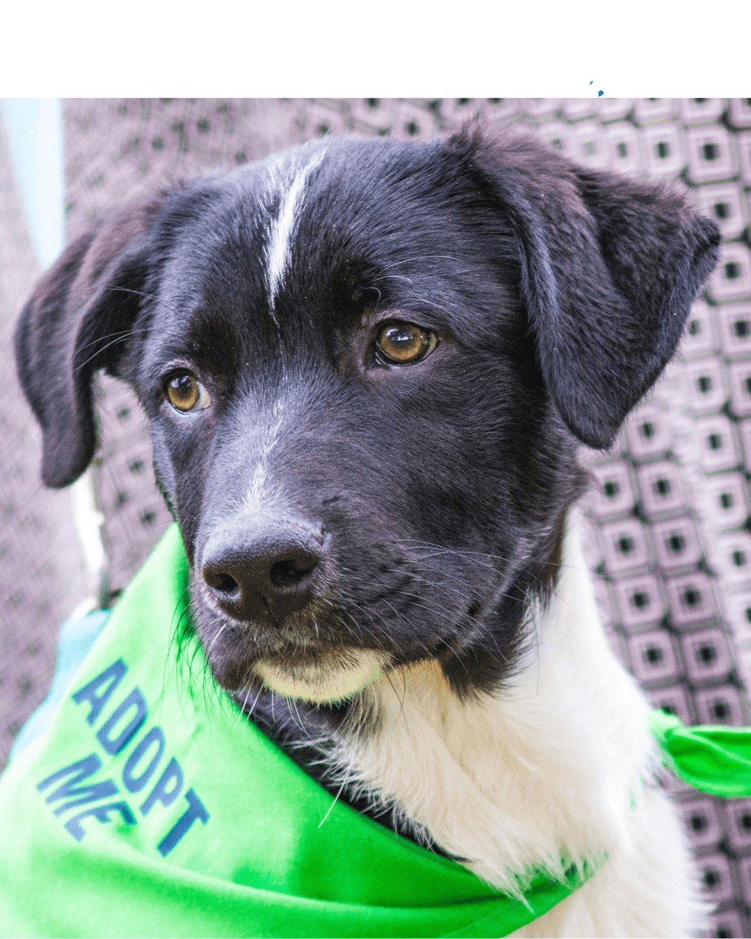 Feira de adoção e cãominhada em São Bernardo