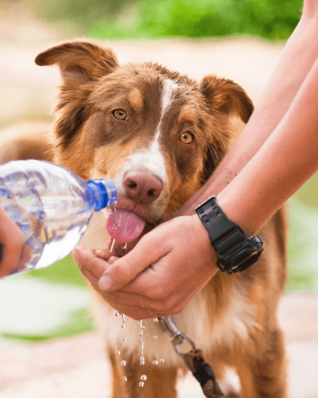 Bebedouros para pets em Santos