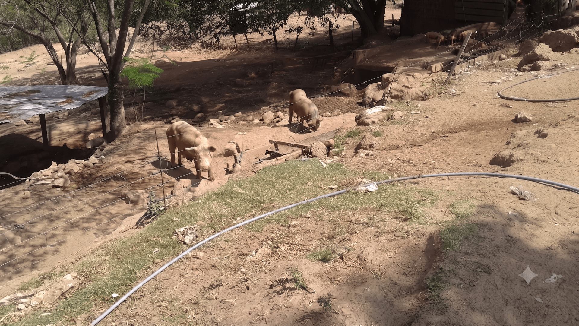Criação irregular de suínos gera multa ambiental em Marília