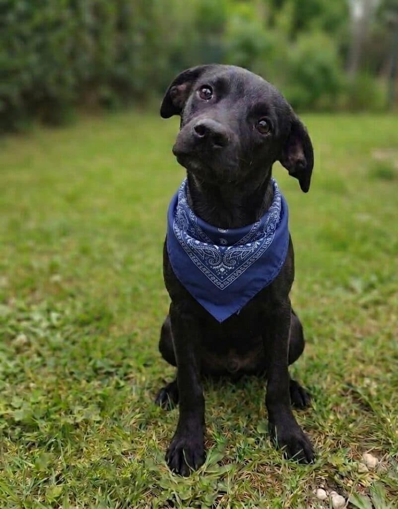 Canil Municipal promove adoção de cães neste sábado