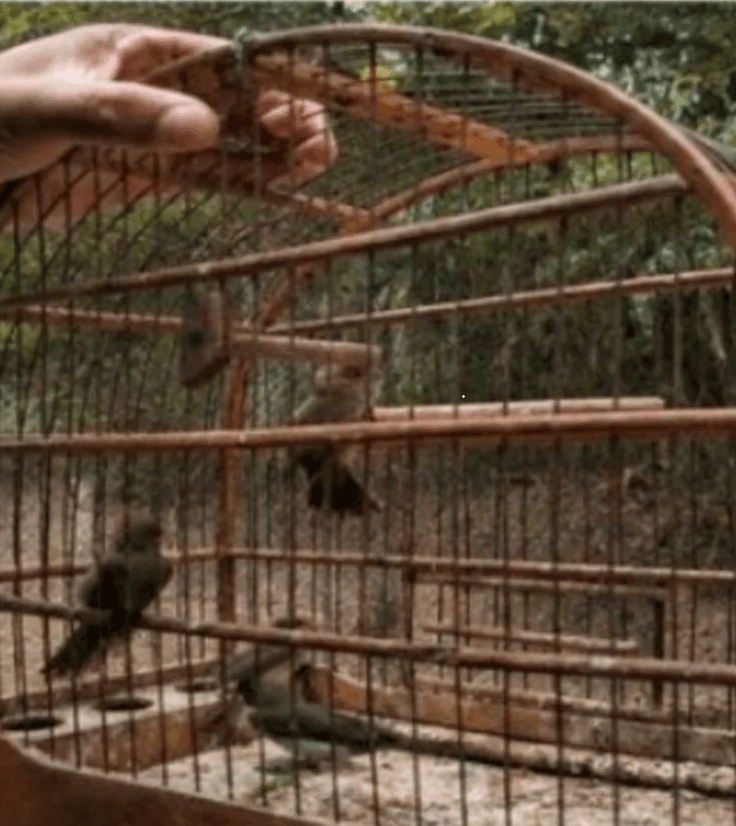 Fiscalização da Polícia Ambiental apreende 30 aves silvestres e aplica R$15 mil em multas