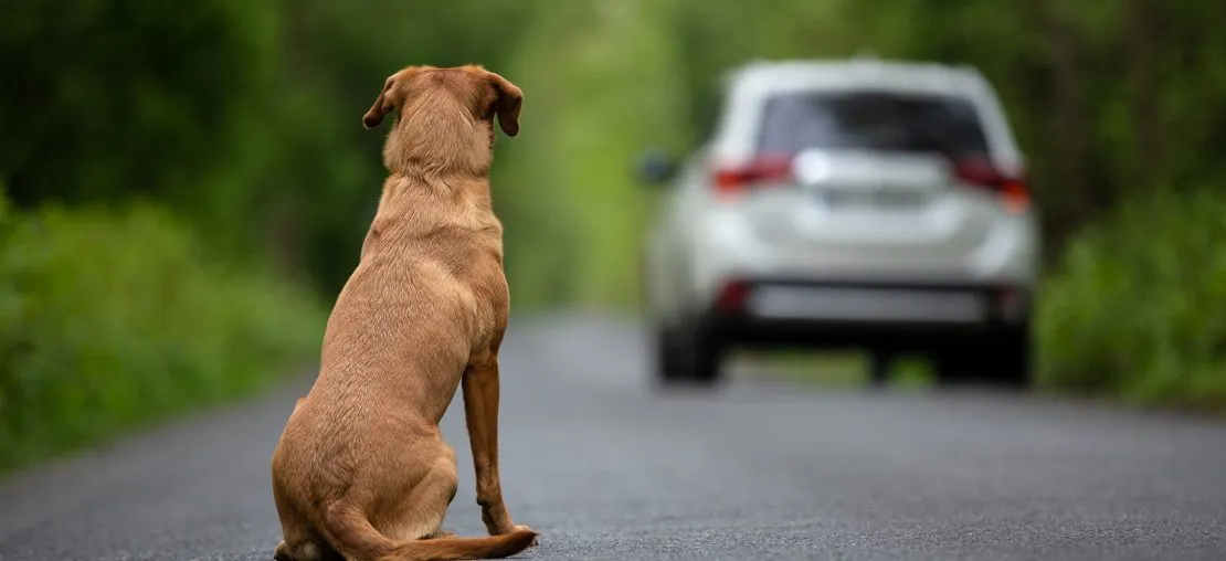 Projeto quer multar abandono de animais em Limeira