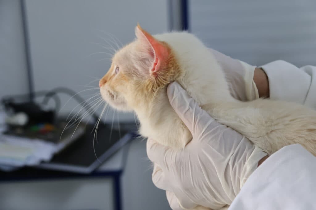 Sorocaba terá atendimento veterinário gratuito para cães e gatos nessa semana