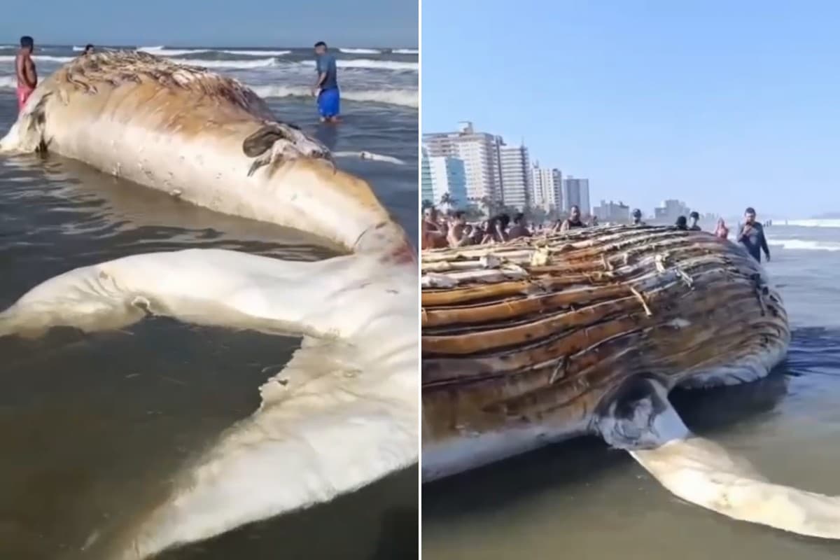 Baleia jubarte morre encalhada em Praia Grande