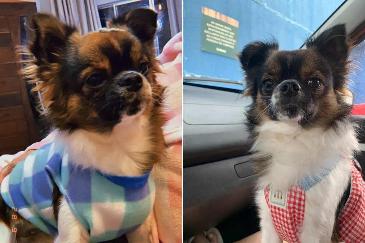 Chihuahua morre após ataque de pitbull