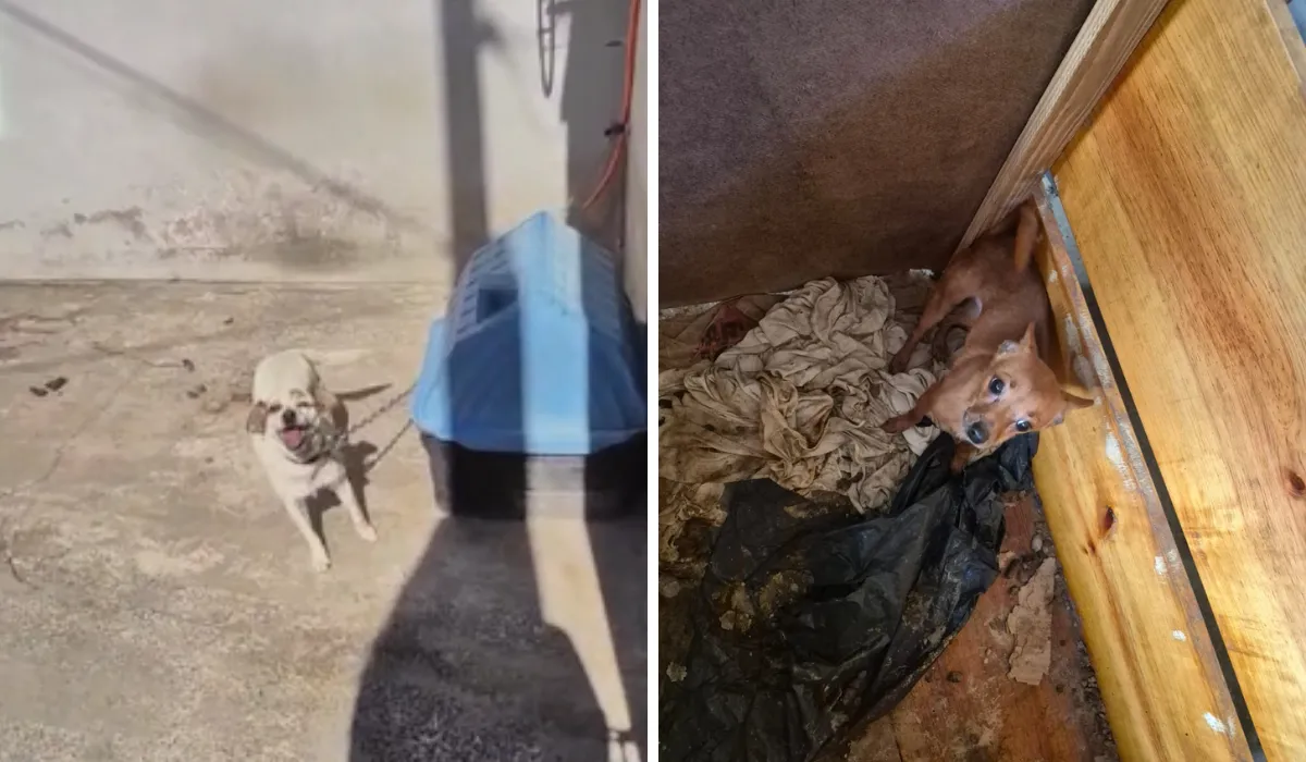 Mulher presa por maus-tratos a cães em Campinas