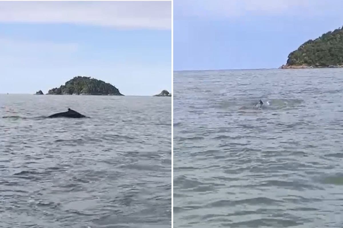 Baleia-jubarte é filmada em Peruíbe durante passeio