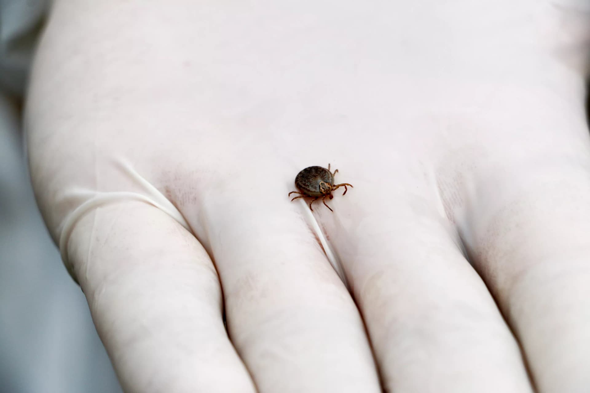Americana confirma morte por febre maculosa