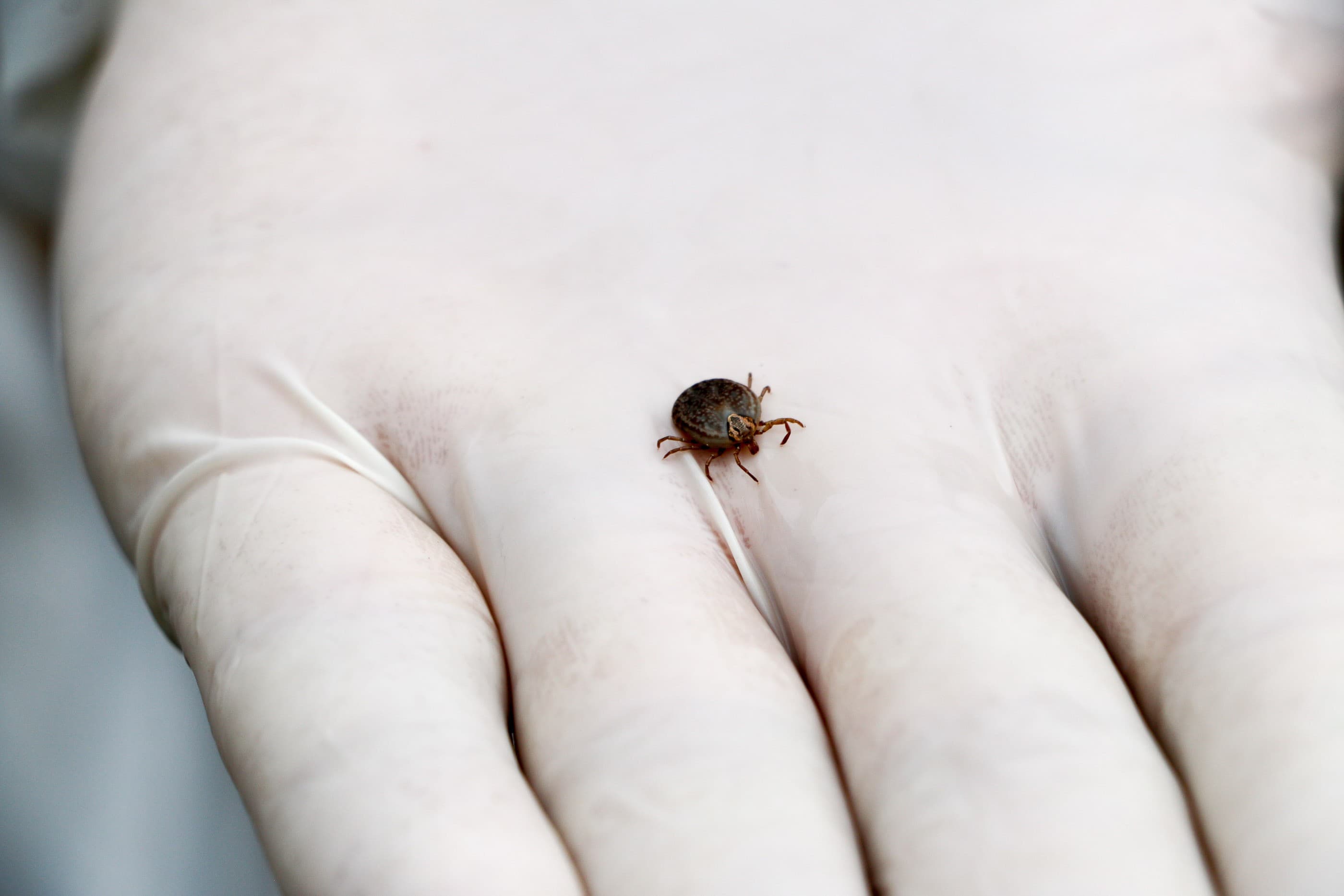 Americana confirma morte por febre maculosa