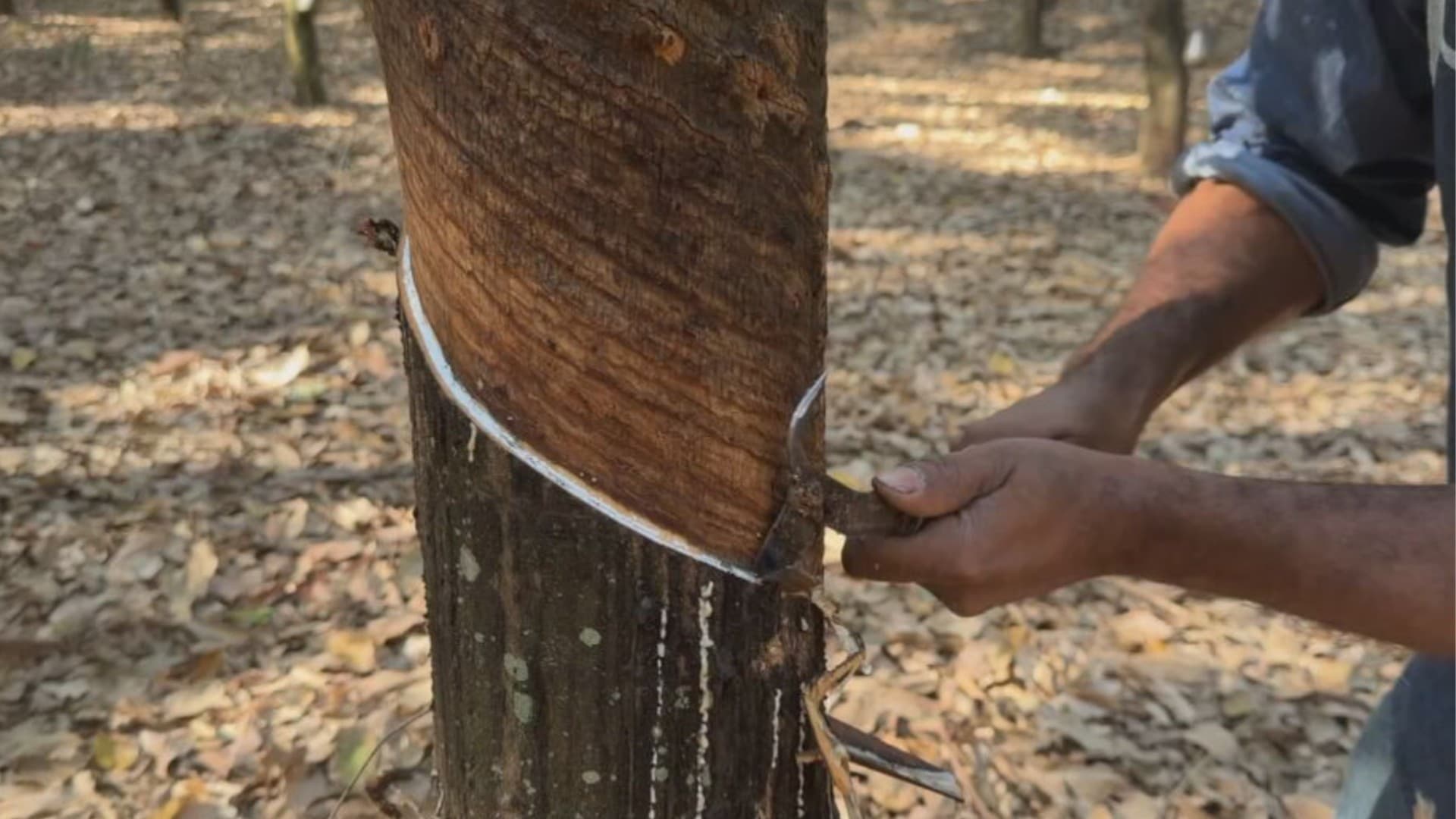 Falta de mão de obra ameaça agronegócio em Rio Preto