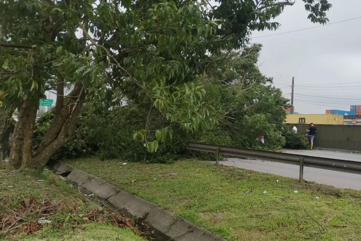 Temporal causa queda de árvore em rodovia