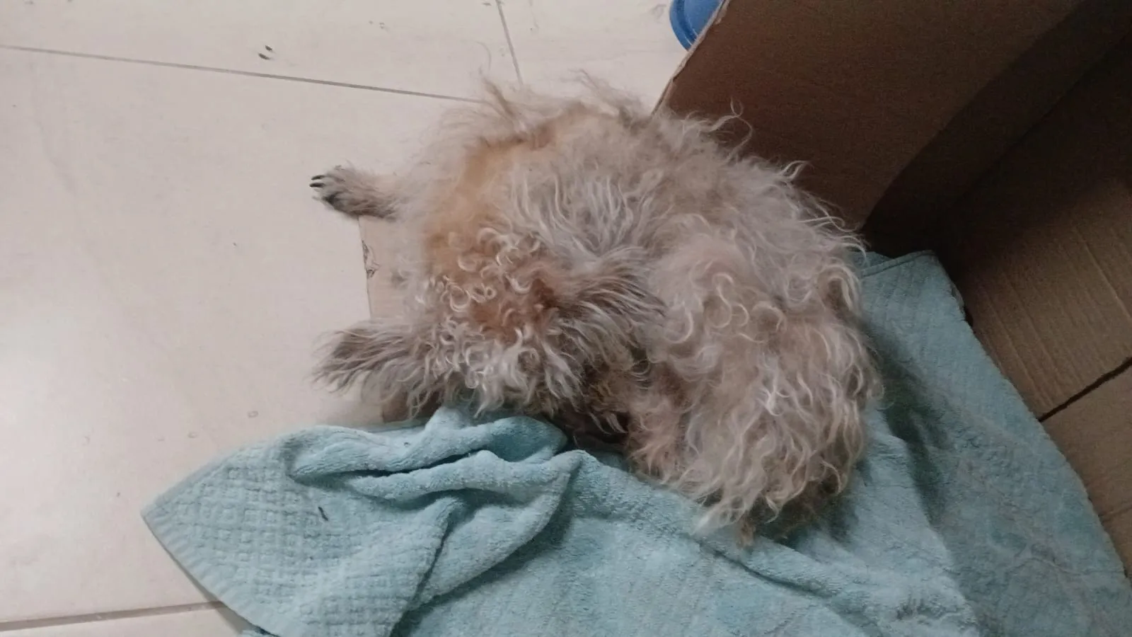 Cadela resgatada de bueiro volta às ruas em Jundiaí