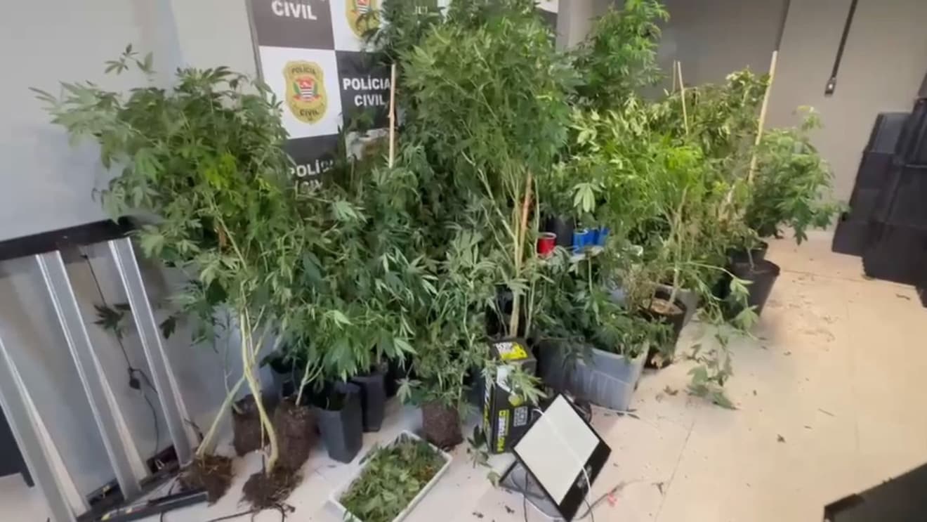 Plantação de maconha é achada atrás de borracharia