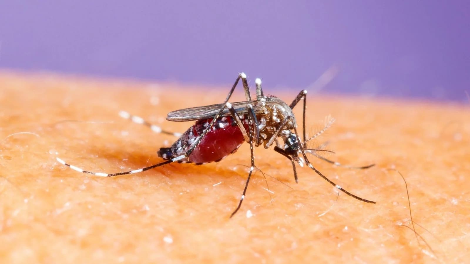 Dengue cai 92,9% em Várzea Paulista em 2026