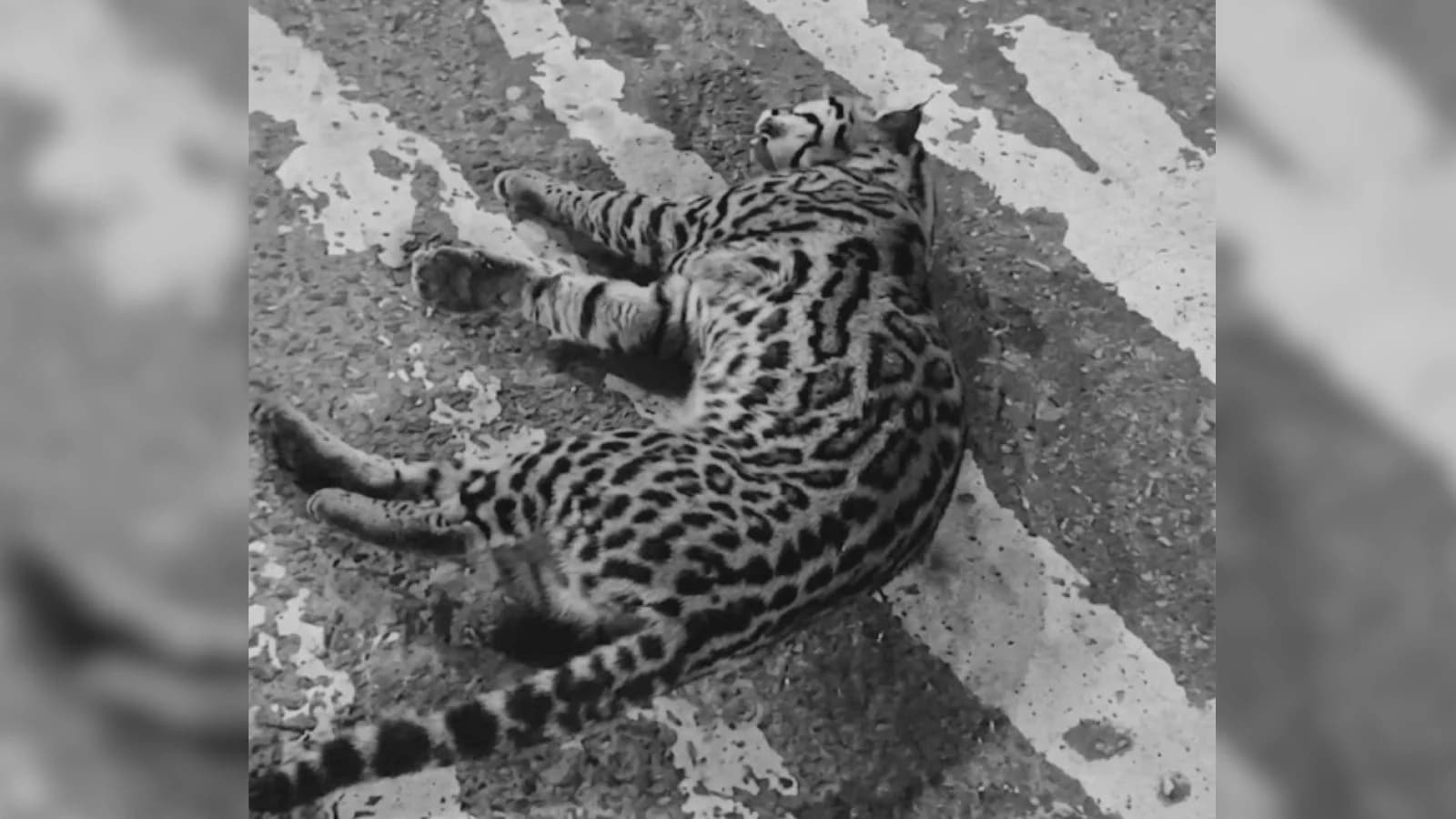 Jaguatirica atropelada em Jundiaí morre