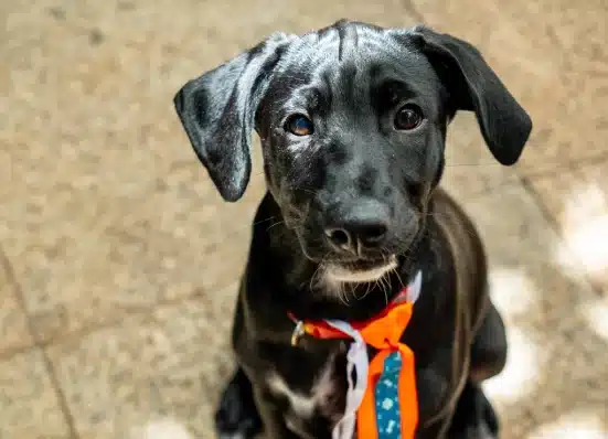 Câmara vota PL que proíbe animais como brindes