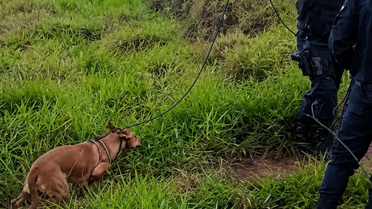 Cachorro é resgatado de manilha fechada com ferro