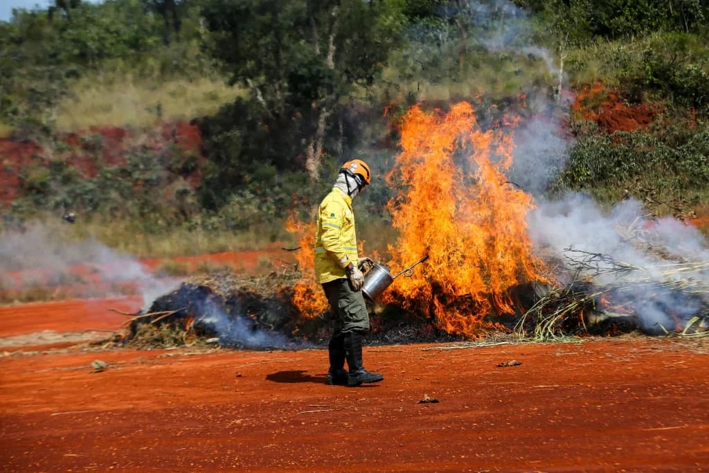 Ação humana lidera causas de incêndios em SP
