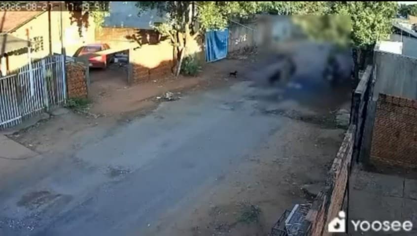 Homem preso após matar cachorro a pauladas em Rio Preto