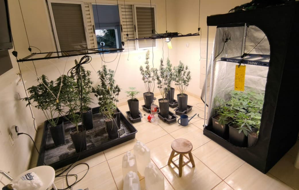 Operação mira cultivo ilegal de maconha em Rio Preto