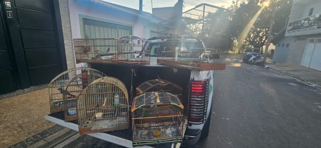 PM resgata oito aves silvestres em cativeiro ilegal