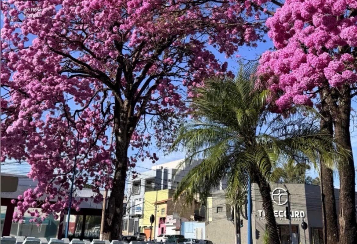 Ipês florescem e colorem as ruas de Franca