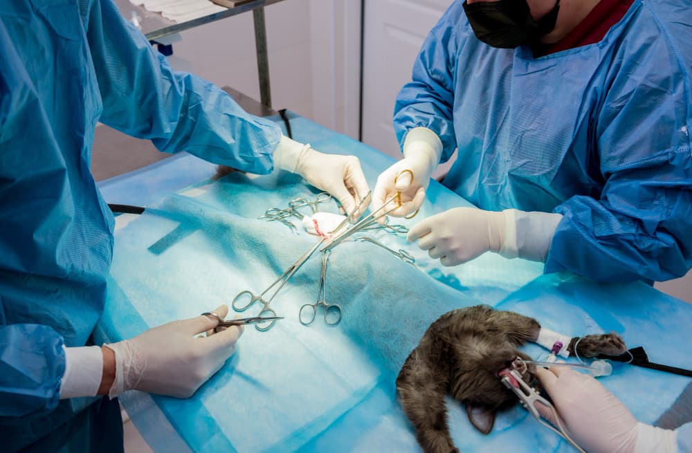 Câmara vota verba de R$ 200 mil para castração animal